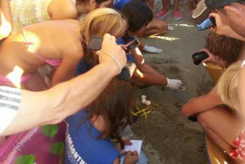 Δημόσια εκσκαφή φωλιάς θαλάσσιας χελώνας στα Χανιά τη Δευτέρα