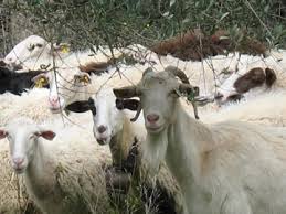 Σύλληψη δύο Αμαριωτών για 326 λιγότερα αιγοπρόβατα