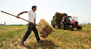 Αγρότες θα κληθούν να επιστρέψουν τις παράνομες αποζημιώσεις που έλαβαν: Ποιους αφορά