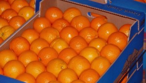 portokalia32